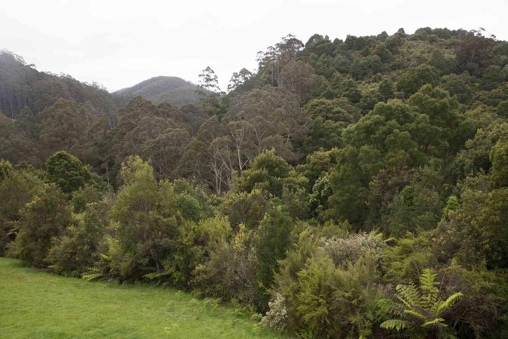 Tall Trees Eco Retreat - Blackwood Cottage Apollo Bay Exterior photo